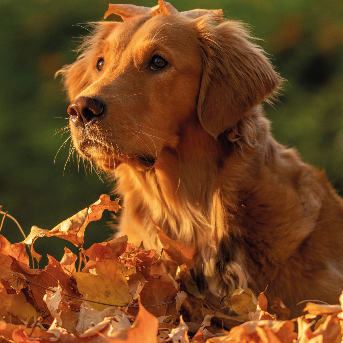 Guanti saponati per cani - Lavaggio Ipoallergenico senza Risciacquo