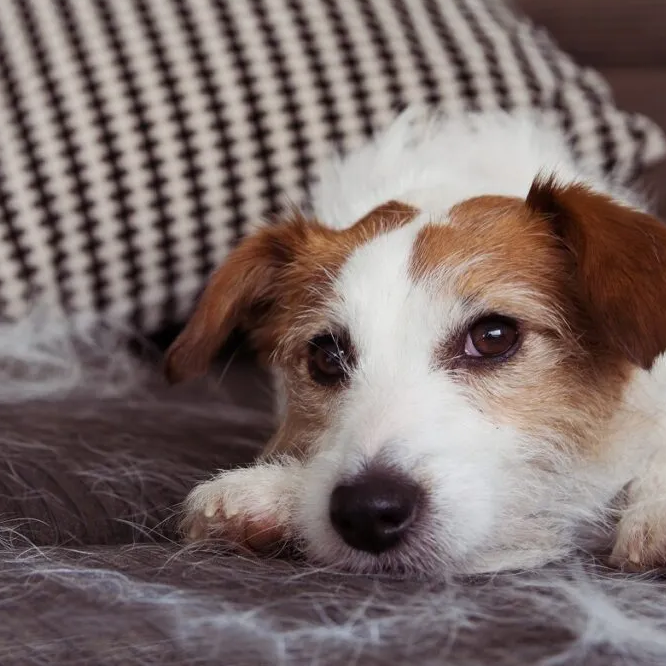 Magic Glove™ | Guanto elettrostatico per la rimozione dei peli di animali domestici